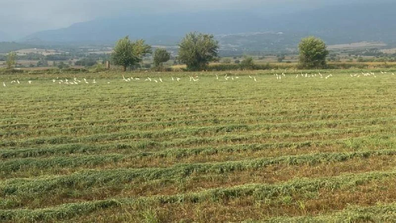 Çiftçilerin imdadına kuşlar yetişti