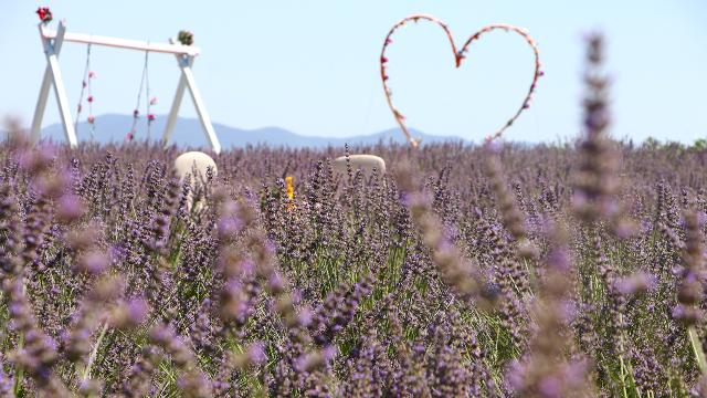 Tekirdağ’da “mor” renkli şenlik düzenlenecek
