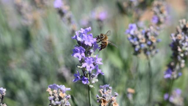 Atıl araziye kurulan lavanta bahçesi, köylülerin yeni geçim kaynağı oldu