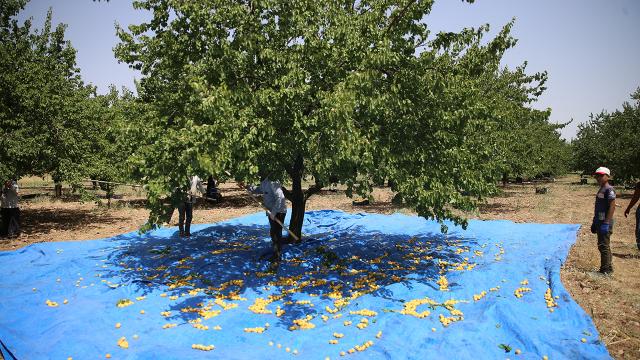 Mevsimlik tarım işçileri kayısı mesaisinde