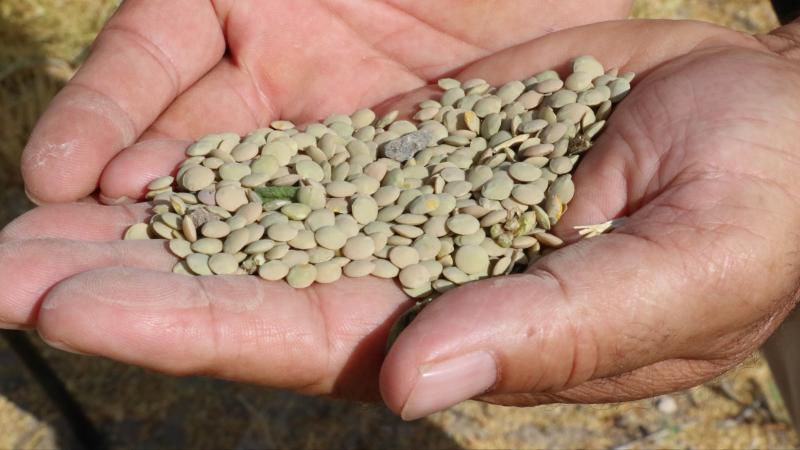 Yozgat’ta yerli tohum yeşil mercimek hasat edildi