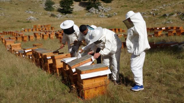 Hedef yüksek verim elde edilen sedir balın tüm dünyaya ulaştırmak.
