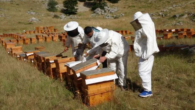 Hedef yüksek verim elde edilen sedir balın tüm dünyaya ulaştırmak.