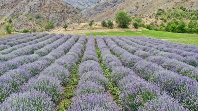 Giresun tarihi dokusu ve lavanta bahçeleriyle dikkat çekiyor