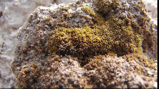 Bu bitki Mars’ta nefes almamızı sağlayabilir mi?