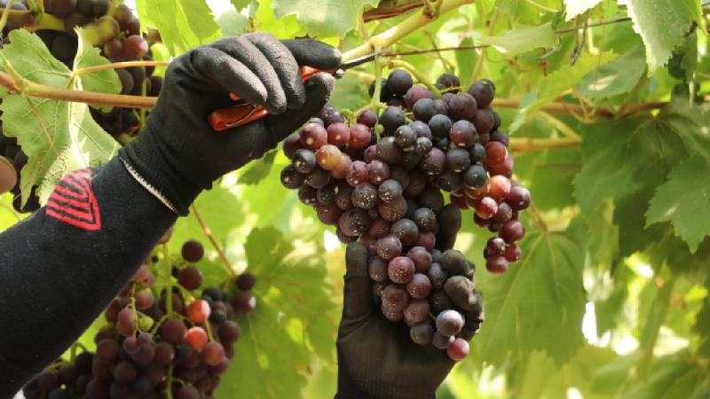 Tekirdağ’da “Trakya İlkeren” üzümünün hasadına başlandı