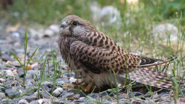 Bingöl’de bitkin halde bulunan atmaca yavrusu tedavi altına alındı