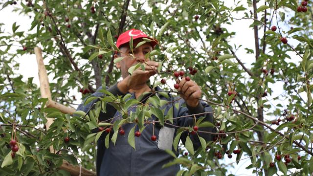 Çubuk vişnesinde hasat başladı
