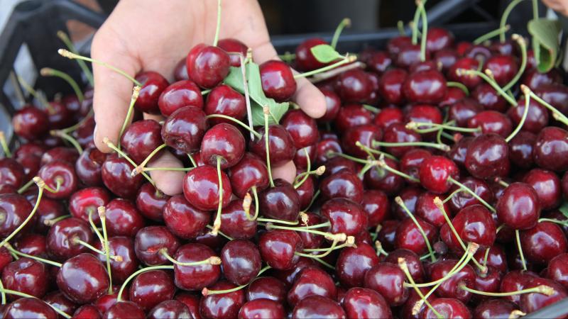 Ahlat’ta kiraz hasadı başladı