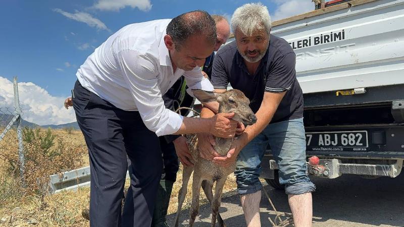 Kastamonu’da su kanalına düşen karaca kurtarıldı