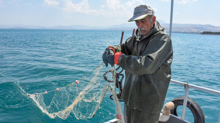 İnci kefalinde av sezonu başladı