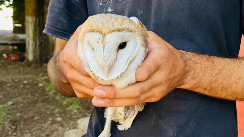 Şırnak’ta yaralı bulunan 2 peçeli baykuş tedavi edildi