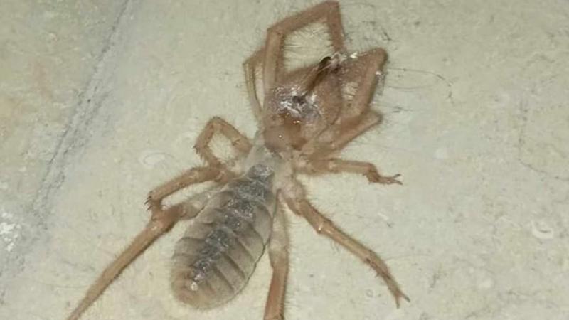 Elazığ’da “zehirli etçil sarı kız örümceği” görüldü
