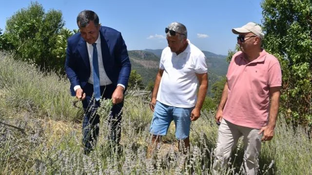 Muğla’da yetiştirilen lavantanın temsili hasadı yapıldı