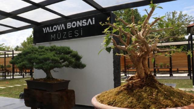 Uzak Doğu’nun minyatür ağaç kültürü Yalova’daki bonsai müzesinde yaşatılıyor