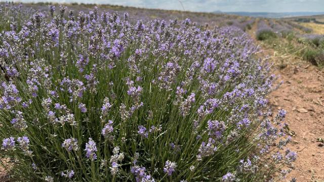 Tokat’ta çörek otu ve lavanta üreten girişimciler bölgelerindeki çiftçilere örnek oluyor