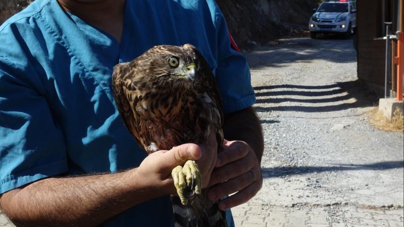 Balıkesir’de yaralı bulunan kızıl şahin tedavi edildi