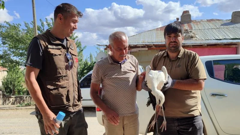 Kayseri’de yaralı bulunan kerkenez ile leylek tedaviye alındı