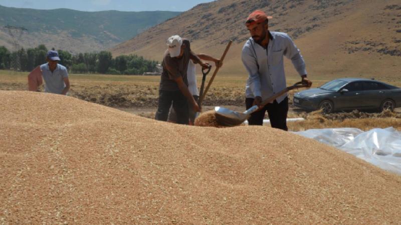 Muş’ta bahar yağmurları buğday rekoltesini artırdı