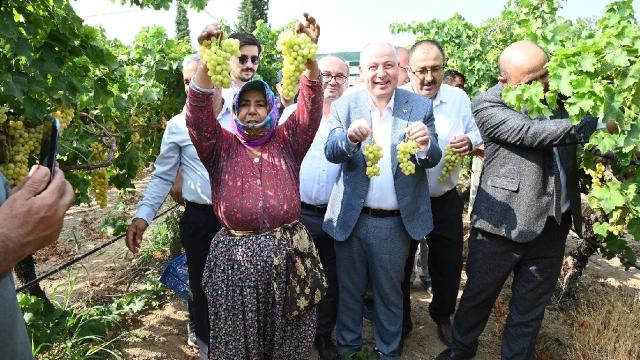 Denizli’de üzüm hasadı başladı