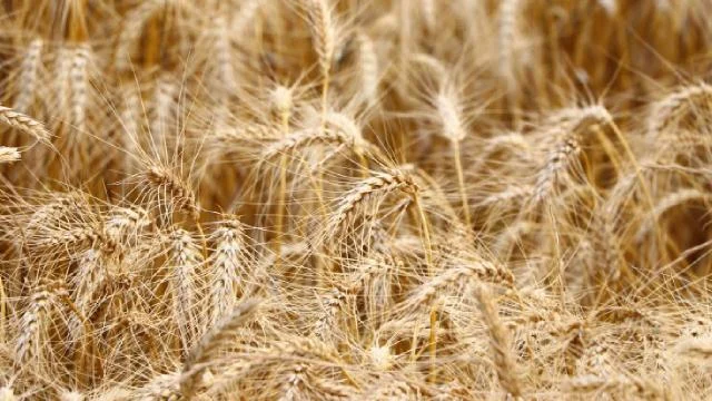 Tekirdağ’da erkenci buğday çeşitlerinden yüksek verim elde edildi