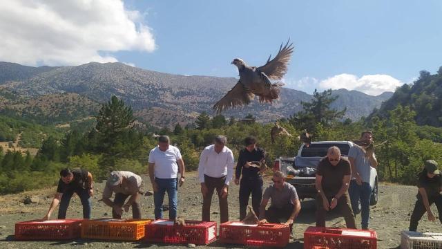 Derebucak’ta kınalı keklikler doğayla buluşturuldu
