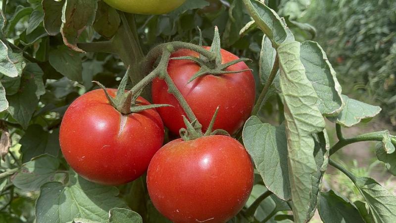 Isparta’nın köyünden Avrupa ve Orta Doğu’ya domates ihracatı