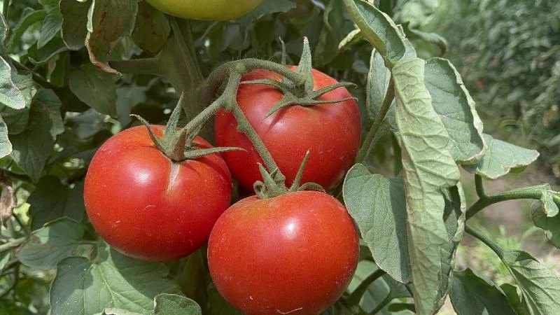 Isparta’nın köyünden Avrupa ve Orta Doğu’ya domates ihracatı