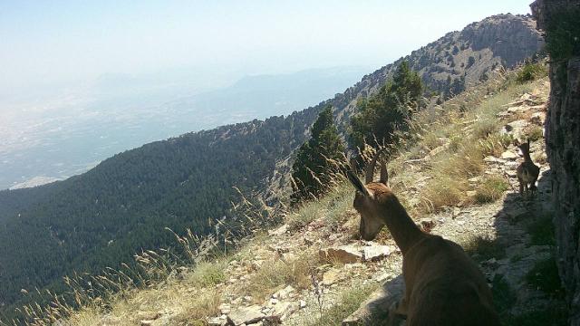 Denizli’de yaban hayvanları fotokapanla görüntülendi