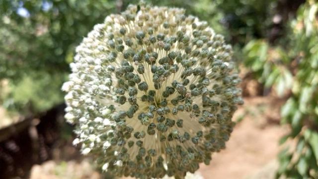 Sadece Tunceli’de yetişiyor: Toplamanın cezası 387 bin lira