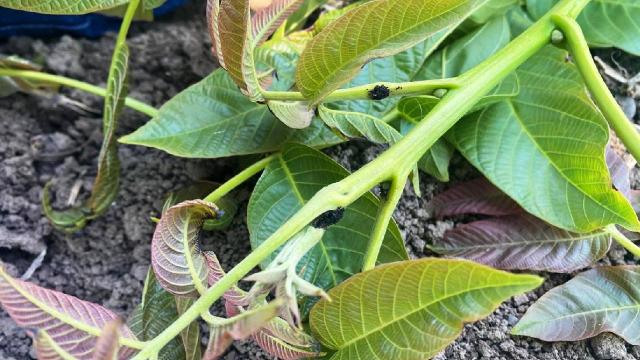 Cevizi tehdit eden zararlıyla mücadele dönemi başladı