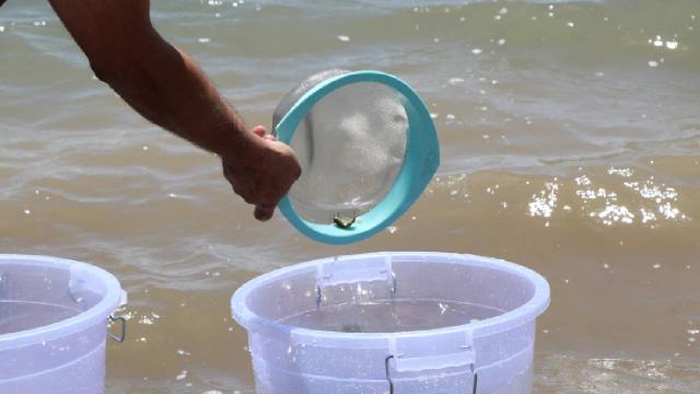 Niğde’de baraj ve göletlere 52 bin sazan yavrusu bırakıldı