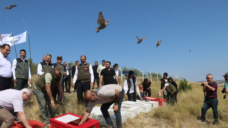 Yozgat’ta 800 kınalı keklik doğaya bırakıldı