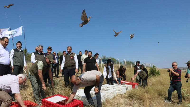 Yozgat’ta 800 kınalı keklik doğaya bırakıldı