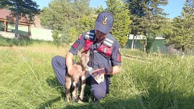 Giresun’da yaralı bulunan dağ keçisi yavrusu koruma altına alındı