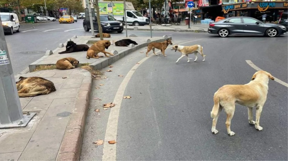 Sokak köpeklerine yönelik düzenlemede ”ötanazi” kelimesi çıkarılıyor