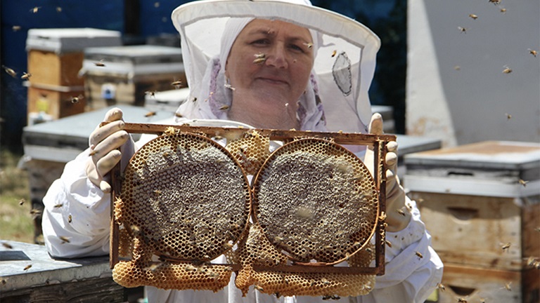 Sinop kestane balında bu yıl kovan başına 15 kilogram bal bekleniyor