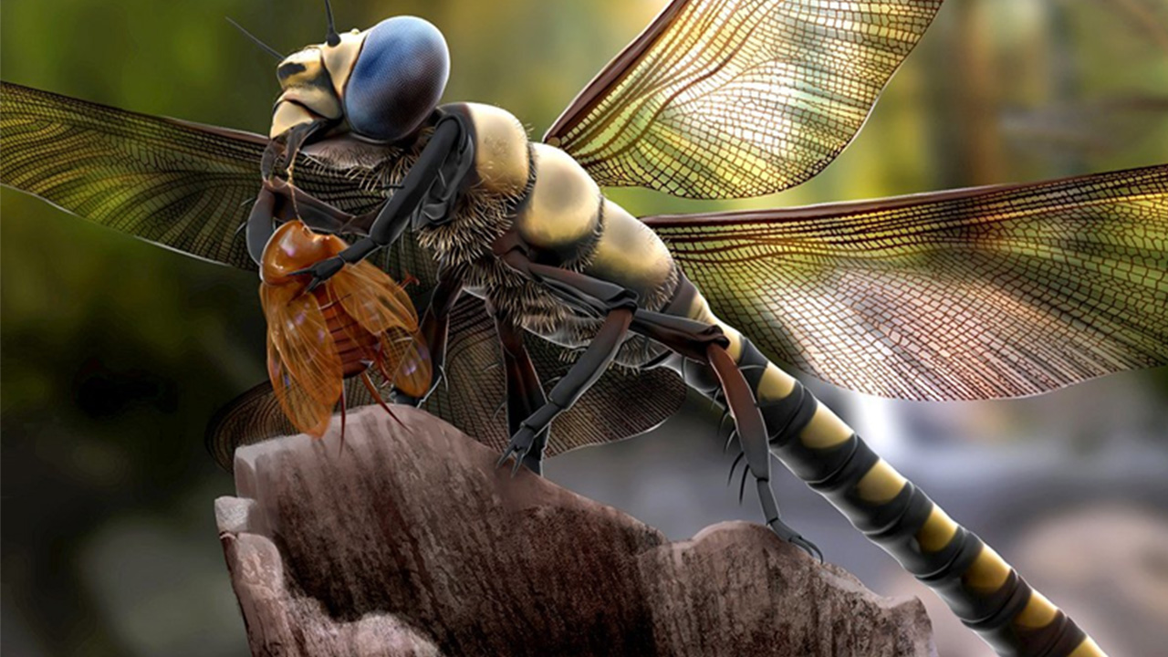 Böcekler Neden Diğer Hayvanlar Gibi Koca Koca Boyutlara Ulaşamıyor
