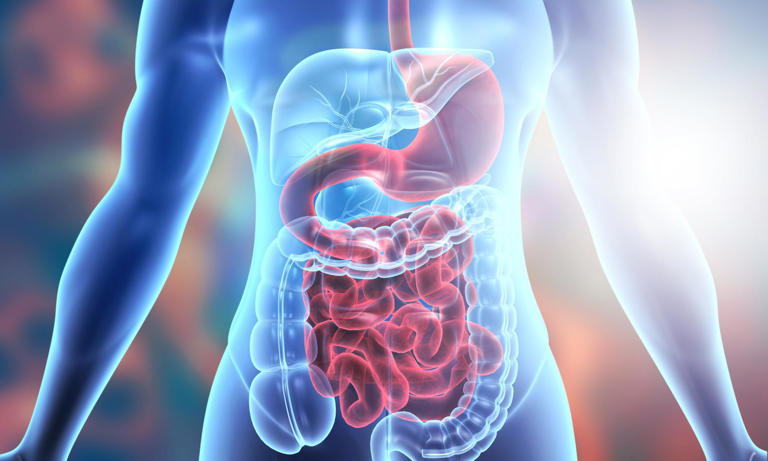 Bağırsak hastalıkları alanında çığır açan buluş: Araştırmacılar ‘kutsal kase’ keşfinde bulundu