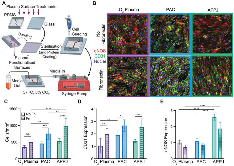 Yeni şeffaf ‘çip üzerindeki kan damarı’ hayvan deneylerini azaltabilir