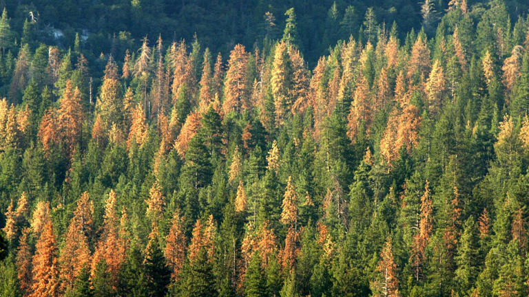 Dünyanın yüz milyonlarca yıllık en eski ormanı keşfedildi