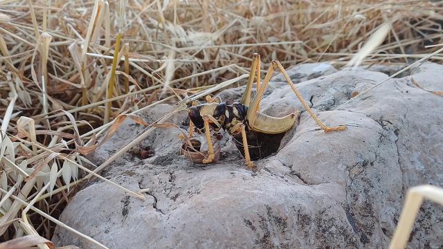 Batman’da etçil çekirgeye rastlandı