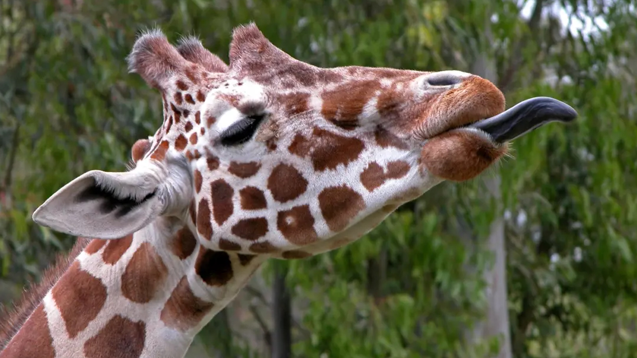 Zürafaların Dillerinin Pembe Değil De Siyah Olmasının Arkasında Yatan Sebep: Beslenme Şekilleriyle Bir İlgisi Var!