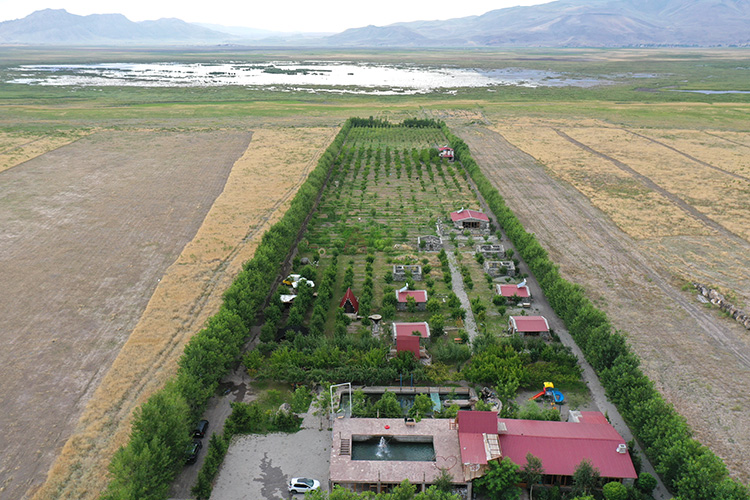 Ağrı Dağı eteklerindeki bahçede kayısı hasadı
