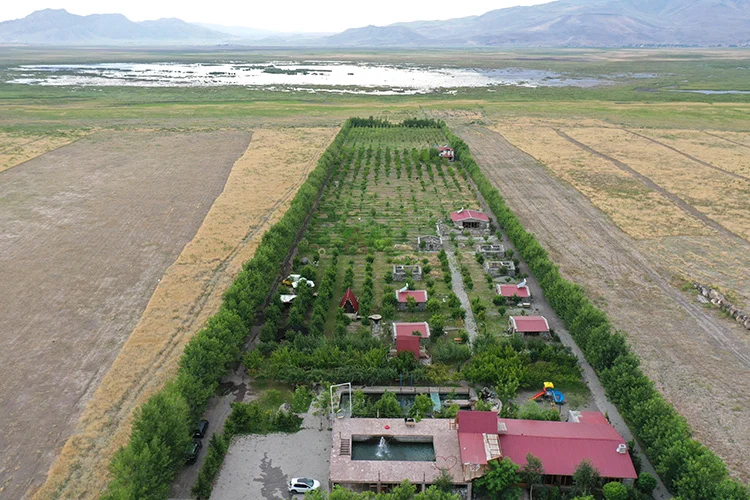 Ağrı Dağı eteklerindeki bahçede kayısı hasadı
