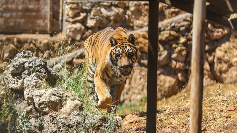 Antalya Doğal Yaşam Parkı’nda “Uluslararası Kaplan Günü”nü etten pastayla kutladılar