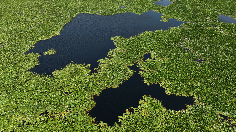 Muş’ta nilüfer çiçekleri koruma altına alınacak