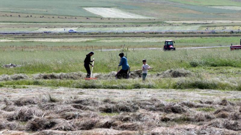Ardahan’da ot biçme mesaisi başladı