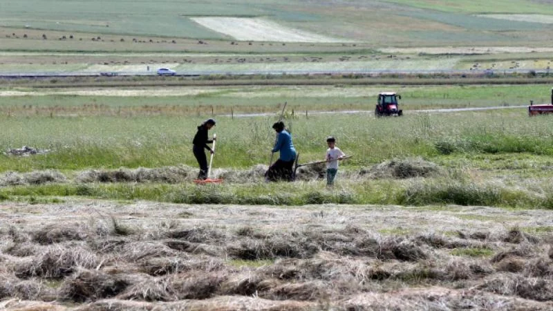 Ardahan’da ot biçme mesaisi başladı