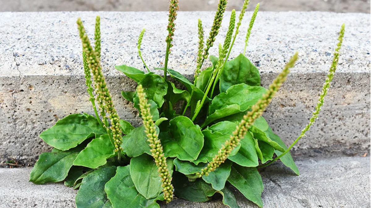 Yol kenarlarında bile bulunan bu mucize otun iyi gelmediği hastalık yok! …